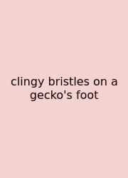 Clingy Bristles On A Gecko's Foot