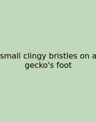 Small Clingy Bristles On A Gecko's Foot